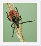 Ixodus ricinus 1 * De teken zijn weer talrijk aanwezig dit jaar.
 * 513 x 600 * (70KB)